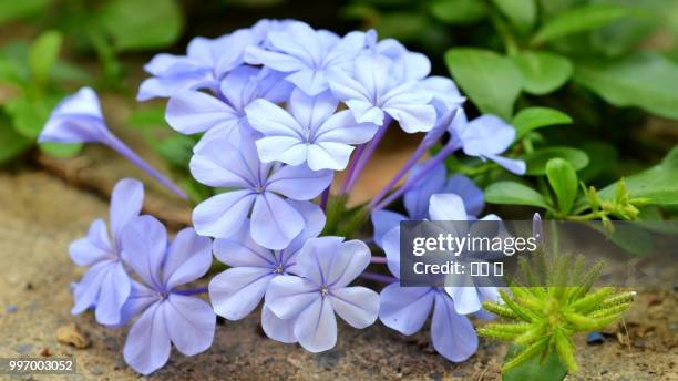 plumbago - plumbago stock pictures, royalty-free photos & images