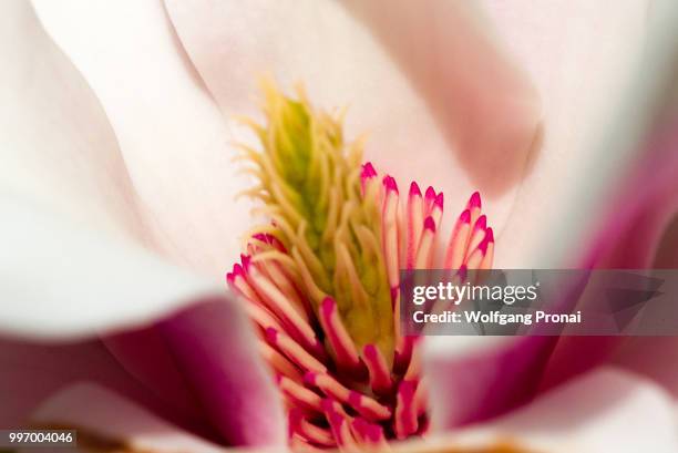 magnolia blossom - estigma imagens e fotografias de stock