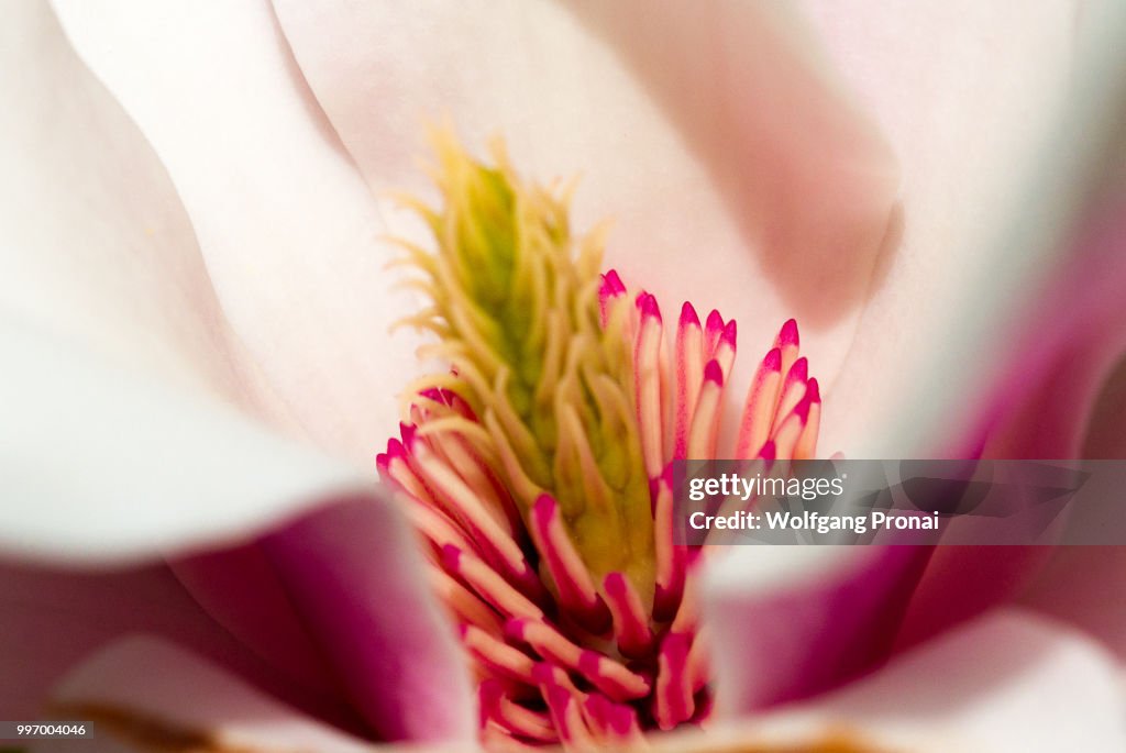 Magnolia blossom