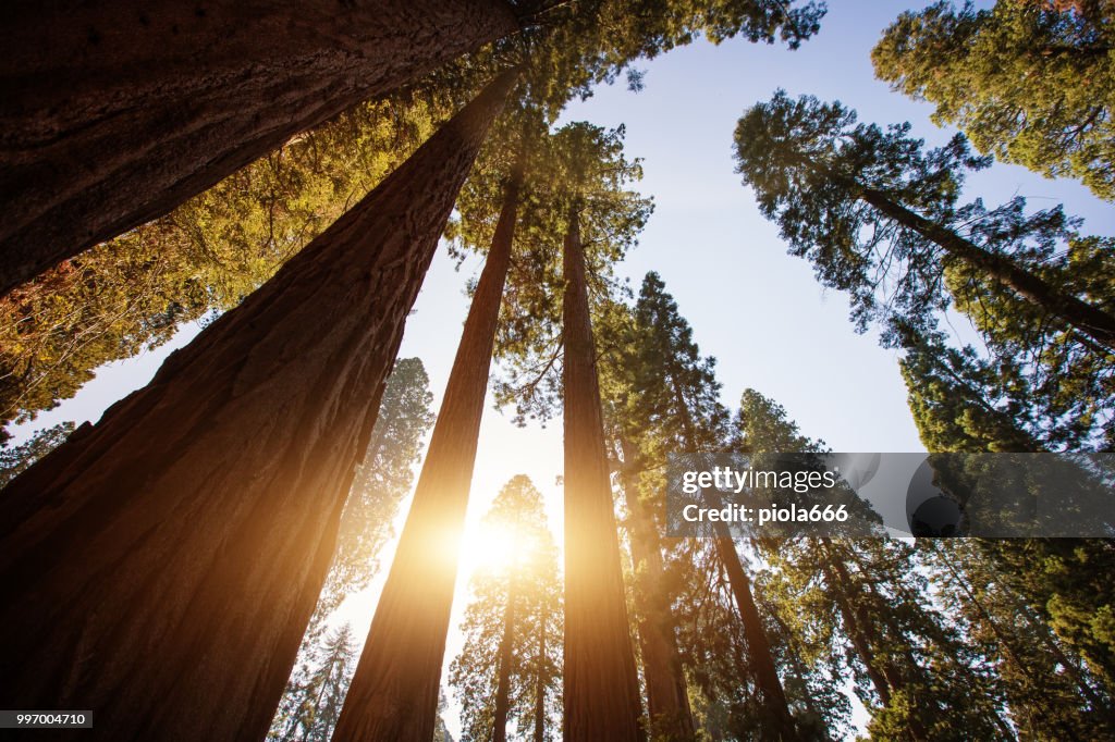 Sequoia National park, California