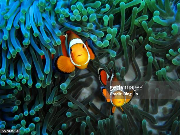 curious clownfish couple - anemonefish stockfoto's en -beelden