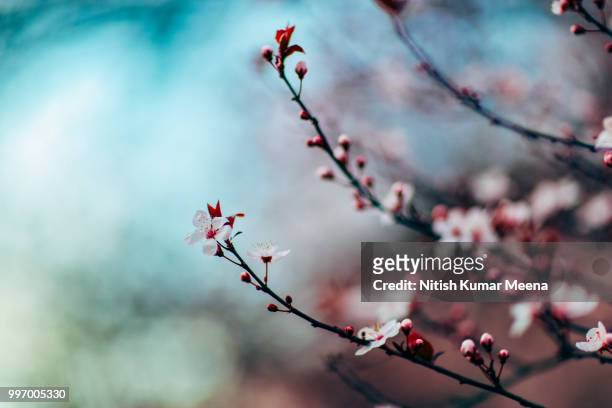 spring forward - spring forward stock pictures, royalty-free photos & images
