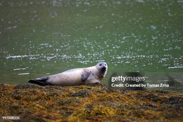 seal taking a rest in sópandi bay - seal bay fotografías e imágenes de stock