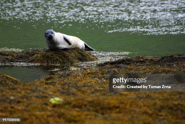 seal taking a rest in sópandi bay - seal bay stockfoto's en -beelden