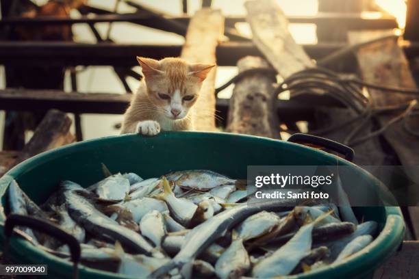 cat - sanyi stock pictures, royalty-free photos & images