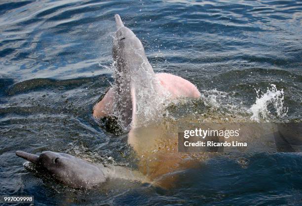 dolphin amazon boto in tapajos river, brazil - boto river dolphin stockfoto's en -beelden