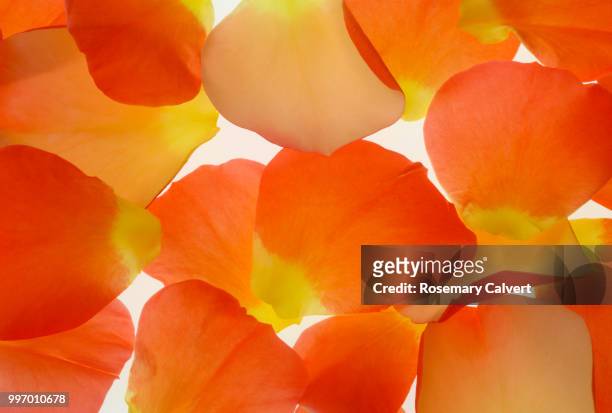 orange & yellow rose petals, rosa eternal flame. - haslemere stock pictures, royalty-free photos & images