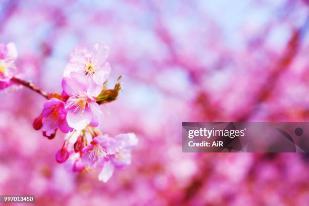 sakura - ai photos et images de collection