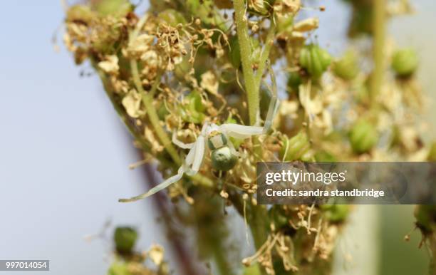 a pretty crab spider, thomisidae misumena vatia hunting on a wildflower. - spider crab stock pictures, royalty-free photos & images