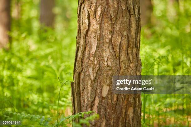 scots pine tree trunk in bracken - esher fotografías e imágenes de stock