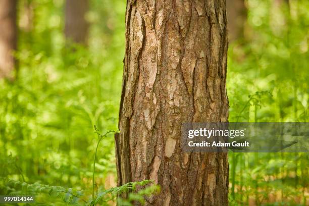 scots pine tree trunk in bracken - esher stock pictures, royalty-free photos & images