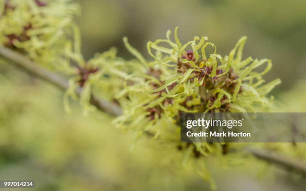 witch hazel (hamamelis) - stenbräckeordningen bildbanksfoton och bilder