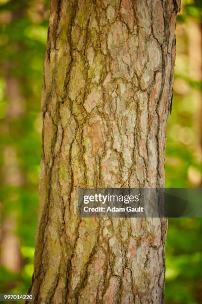 scots pine tree trunk - esher stock pictures, royalty-free photos & images