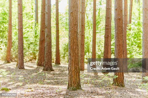 scots pine tree trunks - esher fotografías e imágenes de stock