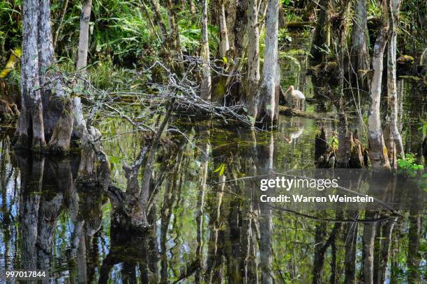 big cypress swamp 2 - weinstein 個照片及圖片檔