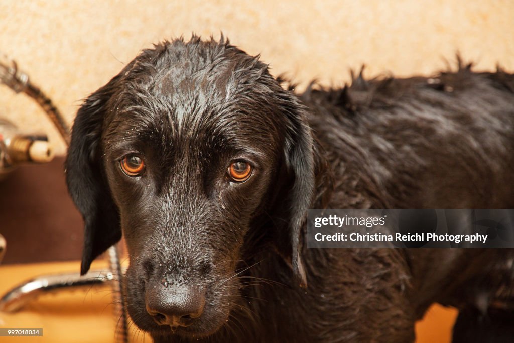 Dog getting a bath looking very sad