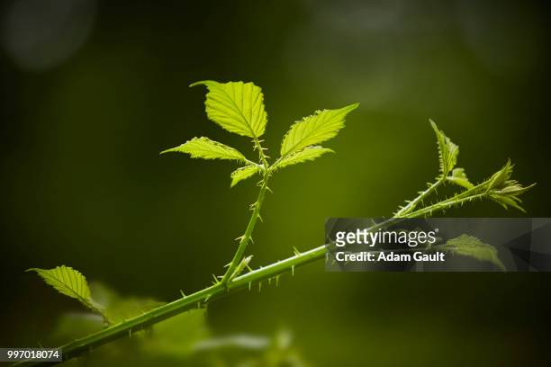 blackberry bramble thorny stem - adam berry stock pictures, royalty-free photos & images