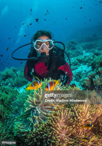 buzo en entorno natural - perspectiva de un submarinista fotografías e imágenes de stock