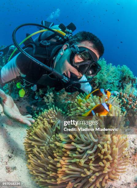 buzo en entorno natural - perspectiva de un submarinista fotografías e imágenes de stock