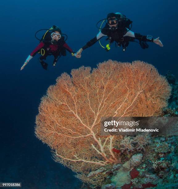 buzo en entorno natural - perspectiva de un submarinista fotografías e imágenes de stock