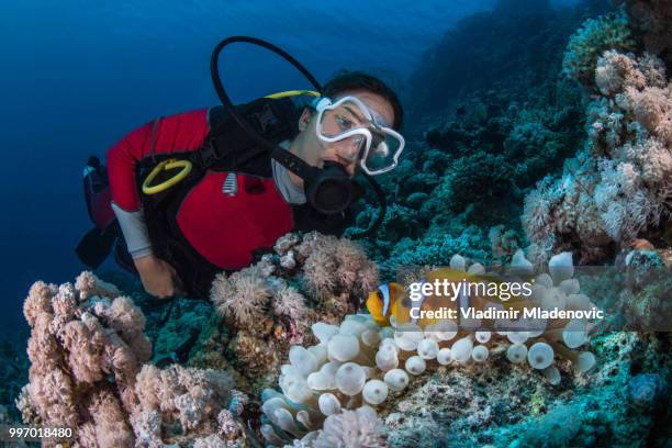 buzo en entorno natural - perspectiva de un submarinista fotografías e imágenes de stock