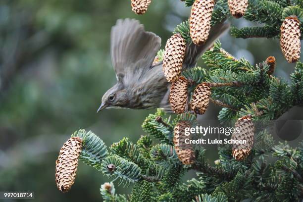 song bird flying amongst pine cones, alaska - bird seed stock-fotos und bilder