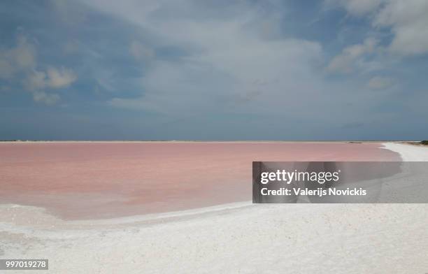 rose salt mining lake caribbean bonaire island - paesi bassi caraibici foto e immagini stock