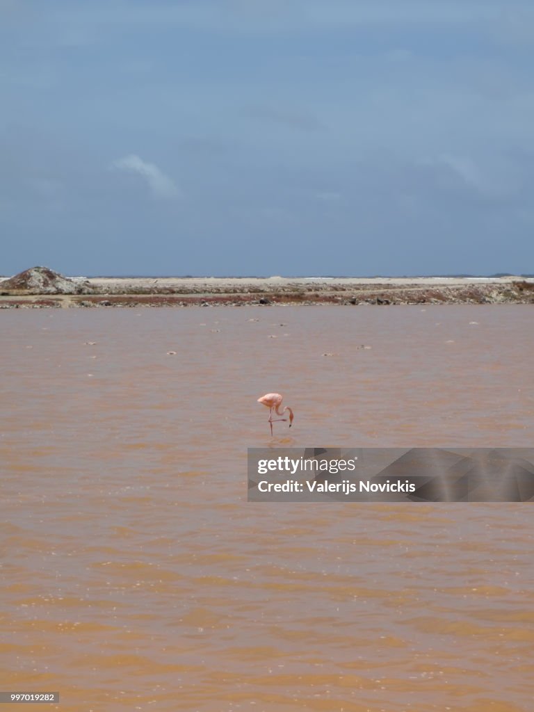 Rose salt mining lake caribbean Bonaire island