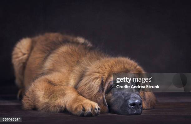 leonberger junghund - leonberger stock pictures, royalty-free photos & images