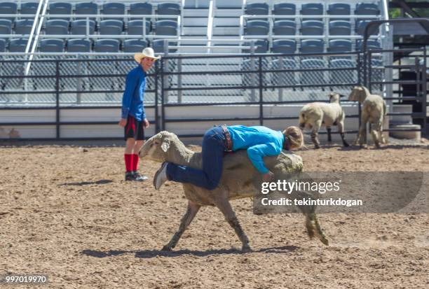 Sheep Racing Rodeo Western State Championships Photos and Premium High Res Pictures ...