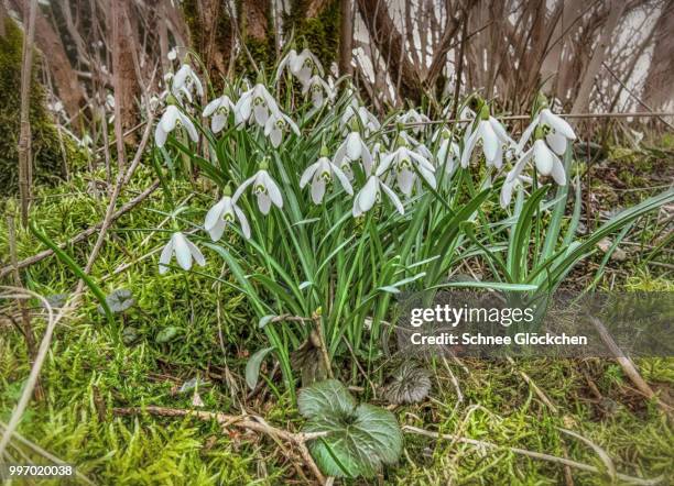 i love snowdrops - schnee stock pictures, royalty-free photos & images
