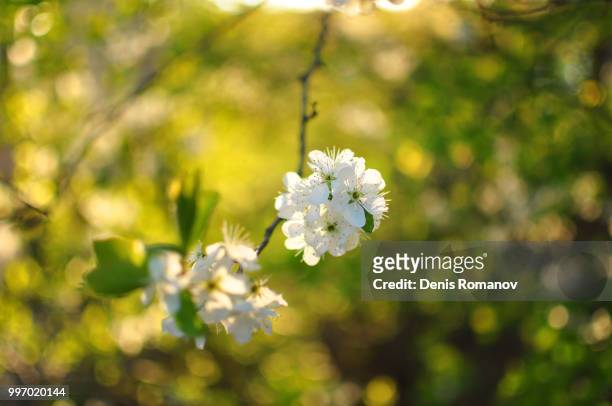 light bokeh - romanov stock pictures, royalty-free photos & images