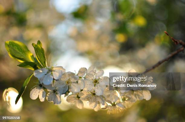 spring blossoming - romanov stock pictures, royalty-free photos & images