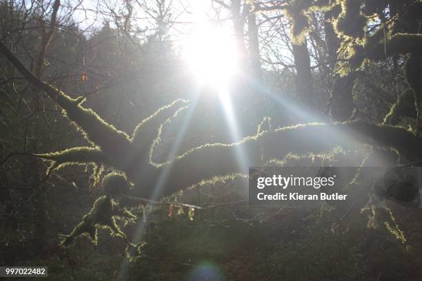Meteor Tree Meteor Storm Photos and Premium High Res Pictures - Getty Images