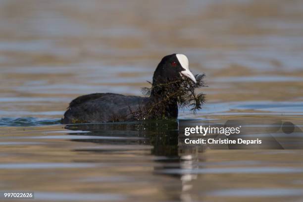 Eurasian Coot High-Res Stock Photo