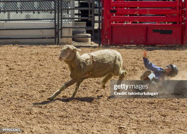 young cowboy is at sheep riding competition at  rodeo paddock arena at nephi of salt lake city slc utah usa - cena de estado imagens e fotografias de stock