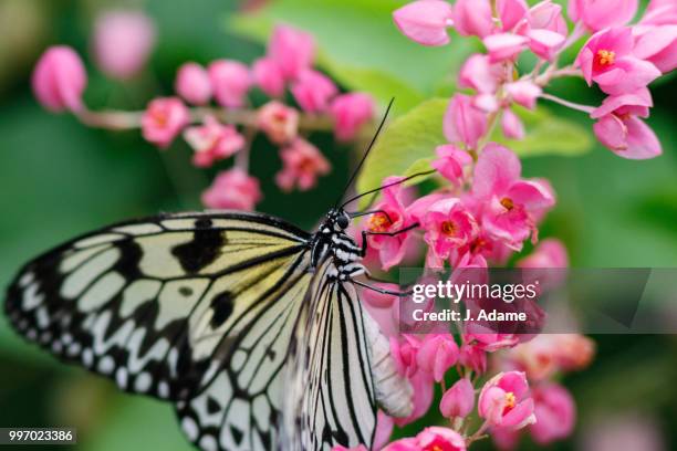 paper kite butterfly - paper kite butterfly stock pictures, royalty-free photos & images