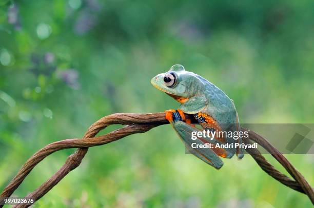 flying frog, frog, forg on leaves, frogs, alone an waiting - kaltblüter stock-fotos und bilder