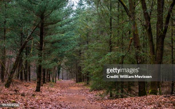 path into the woods - william mevissen fotografías e imágenes de stock