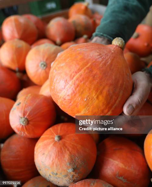 Reinhard Wittwer gazes at his newly harvested Hokkaido pumpkins in Bastorf, Germany, 5 October 2017. At the beginning of October most Hokkaido...