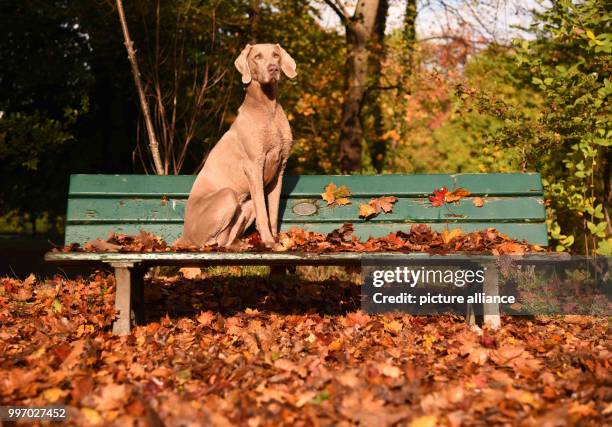 Dog sits on a bench in the English Garden while autumnal foliage covers the ground around it, in Munich, Germany, 6 October 2017. Photo: Amelie...