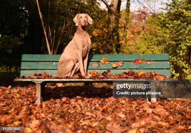 Dpatop - A dog sits on a bench in the English Garden while autumnal foliage covers the ground around it, in Munich, Germany, 6 October 2017. Photo:...