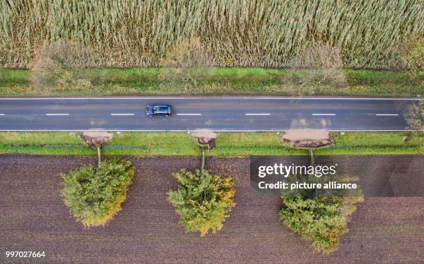 Three trees lie uprooted by a street near Rautenberg, Germany, 6 October 2017. Photo: Julian Stratenschulte/dpa