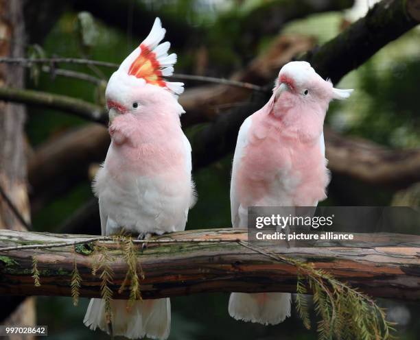 The new Australia cage of the Karlsruhe Zoo shows two Inca cockatoos in Karlsruhe, Germany, 6 October 2017. The existing premises were expanded,...