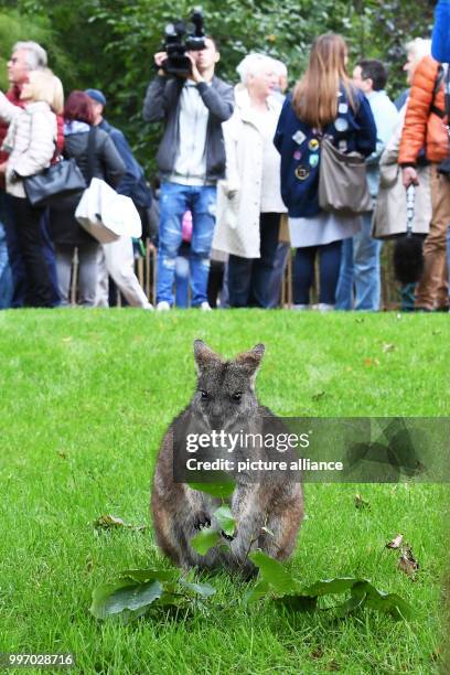 Parmawallaby can be seen in the new Australia cage of the Karlsruhe Zoo, in Karlsruhe, Germany, 6 October 2017. The existing premises were expanded,...