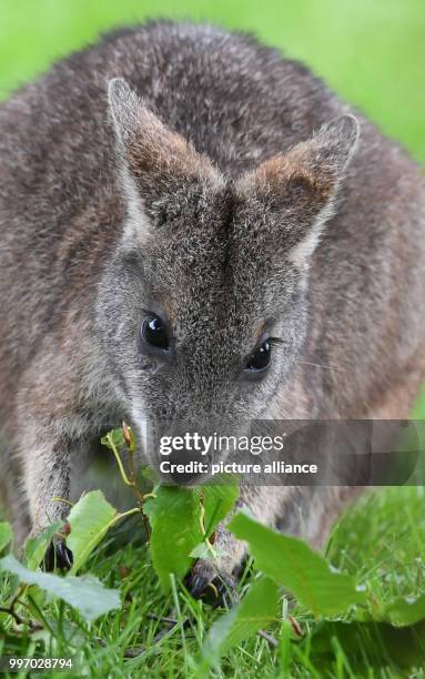 Parmawallaby can be seen in the new Australia cage of the Karlsruhe Zoo, in Karlsruhe, Germany, 6 October 2017. The existing premises were expanded,...