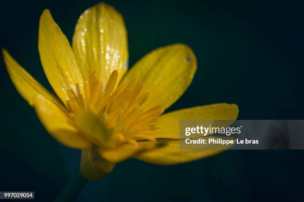 fleur de bouton d'or (ranunculus) - fleur ストックフォトと画像