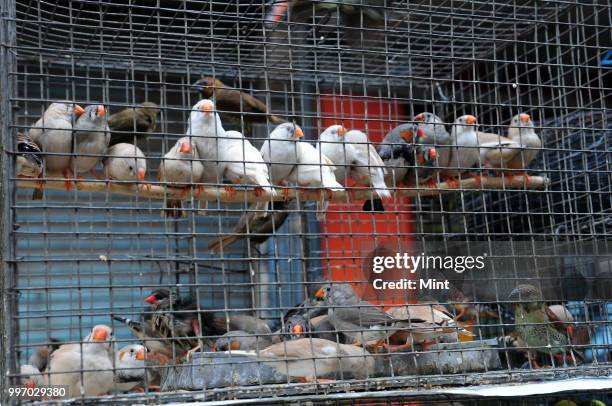 Birds on sale at Bastim Bazar on June 4, 2016 in Asansol, India.