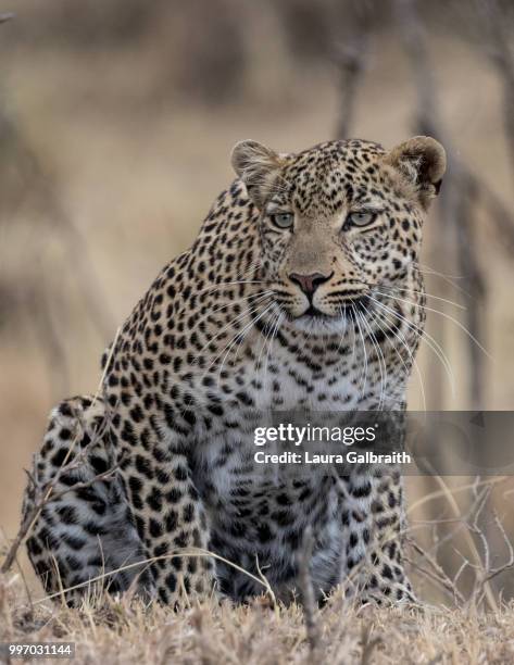 31 Leopard Pounce Stock Photos, High-Res Pictures, and Images - Getty ...