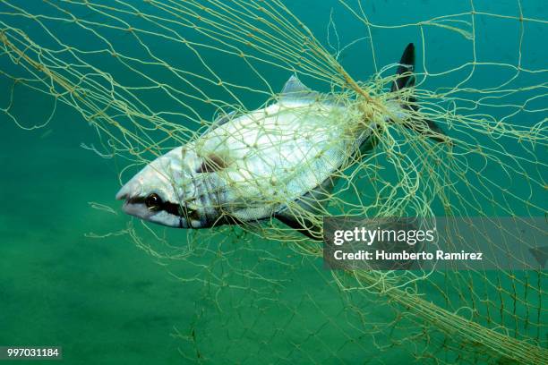 almaco jacks fighting for their lives. - perspectiva de un submarinista fotografías e imágenes de stock